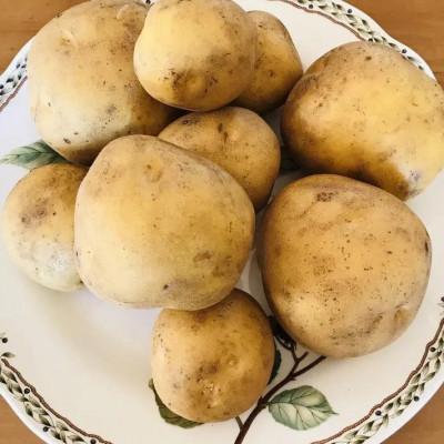 ふるさと納税 帯広市 北海道十勝帯広産 じゃがいも 2種10kg(メークイン とうや ) |  | 02