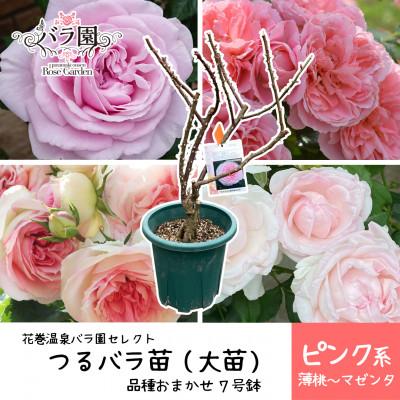 ふるさと納税 花巻市 花巻温泉バラ園で育った「つるバラ大苗」7号