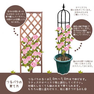 ふるさと納税 花巻市 花巻温泉バラ園で育った「つるバラ大苗」7号