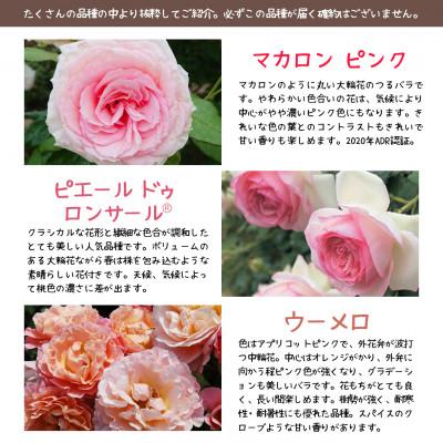 ふるさと納税 花巻市 花巻温泉バラ園で育った「つるバラ大苗」7号