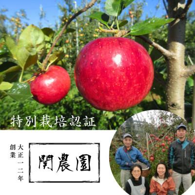 ふるさと納税 松川町 特別栽培認証 りんご シナノリップ 約3kg 秀品 [8月中旬〜下旬頃発送予定]