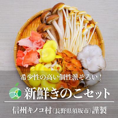 ふるさと納税 長野県 新鮮生きのこセット 大 6種類 各2パック(合計12パック) 長野県須坂市産