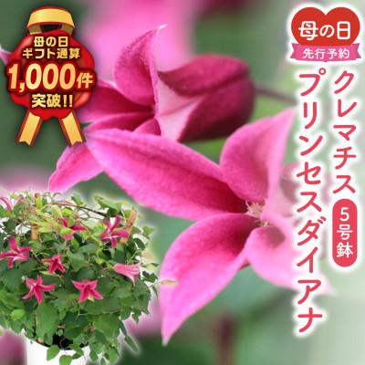 ふるさと納税 田村市 [先行受付 2026年母の日 ]クレマチス「プリンセスダイアナ」5号鉢 ギフトラッピング付き