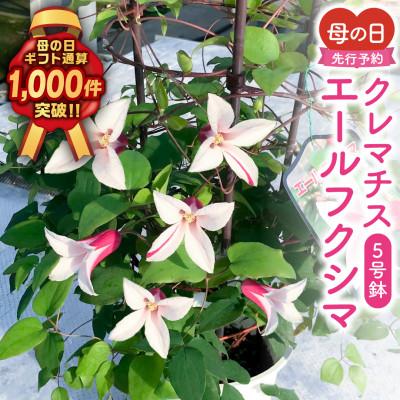 ふるさと納税 田村市 [先行受付 2026年母の日 ]クレマチス「エールフクシマ」5号鉢 鉢植え ラッピング付き