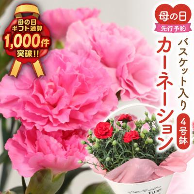 ふるさと納税 田村市 [先行受付 2026年母の日]カーネーション2種「4号鉢バスケット入り」鉢植え