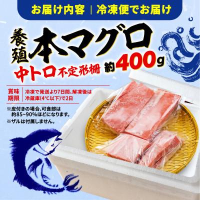 ふるさと納税 藤枝市 鮪専門商社が厳選!訳あり　本まぐろ　中トロ　400g |  | 02