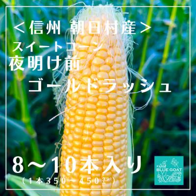 ふるさと納税 朝日村 [信州朝日村産] 夜明け前ゴールドラッシュ 8〜10本 [2026年7月中旬〜順次配送]