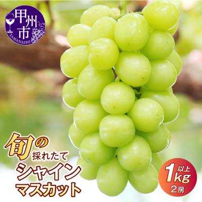 ふるさと納税 甲州市 [2026年 先行受付]山梨県産 旬の採れたてシャインマスカット1.0kg以上(2房)