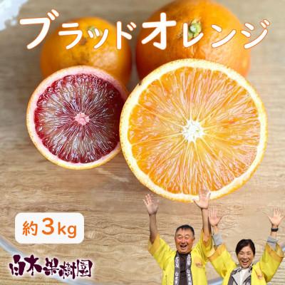 ふるさと納税 土佐市 [果樹園直送] 白木果樹園産ブラッドオレンジ 約3kg