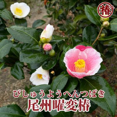 ふるさと納税 稲沢市 椿「尾州曜変椿」接木18cmポット苗 茶花向き咲き分け品種