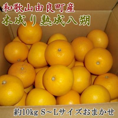ふるさと納税 紀美野町 [産直]和歌山由良町産の木成り熟成八朔約10kg(S〜Lサイズをお届け)(紀美野町)