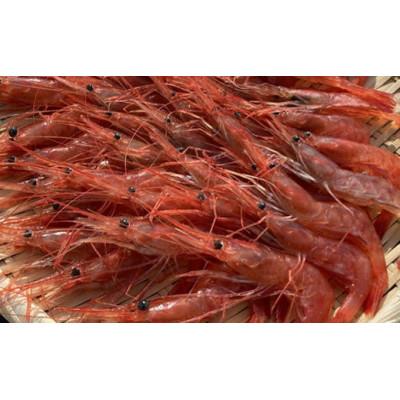 ふるさと納税 増毛町 冷凍甘えび　500g(約40尾) | 