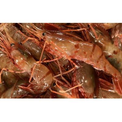 ふるさと納税 増毛町 冷凍ボタンエビ　500g(約20尾) | 