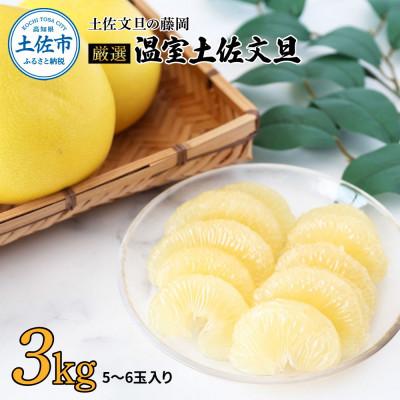ふるさと納税 土佐市 [土佐文旦の藤岡]温室土佐文旦贈答用3kg(5玉〜6玉)[先行受付]2025年12月上旬頃〜発送