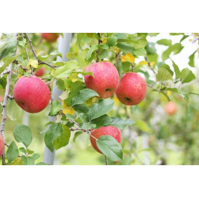 ふるさと納税 長野市 信州りんごジュース5種セレクト(紅玉) 160g/6本×5種類 |  | 03