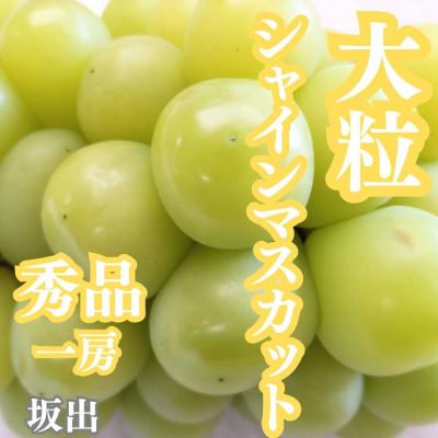 ふるさと納税 坂出市 大粒シャインマスカット 一房箱入り(約750g)