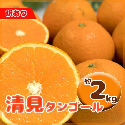 ふるさと納税 松山市 訳あり 清見タンゴール オレンジ M-3L 約2kg