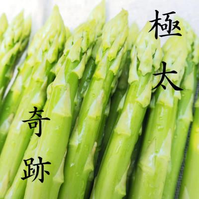 ふるさと納税 豊川市 [2026年2月下旬より順次発送]鮮度抜群!やわトロ!アスパラガス『極太』