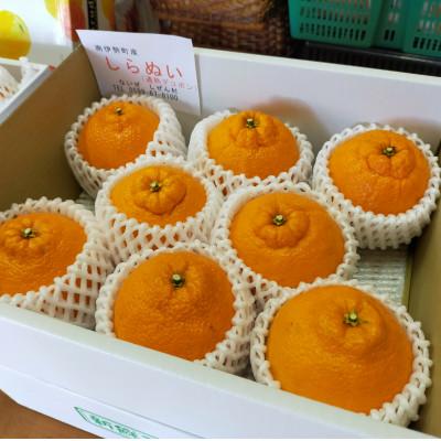 ふるさと納税 南伊勢町 伊勢志摩産 不知火しらぬい8個 化粧箱 令和9年4月発送 潮風育ち 甘く濃厚 ないぜしぜん村