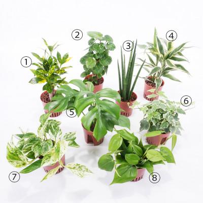 ふるさと納税 岡崎市 ハイミニフィット白角3個セット【オススメの観葉植物でお届け】_1