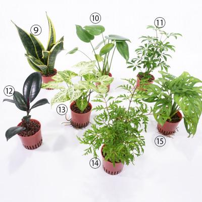 ふるさと納税 岡崎市 ハイミニフィット白角3個セット【オススメの観葉植物でお届け】_2