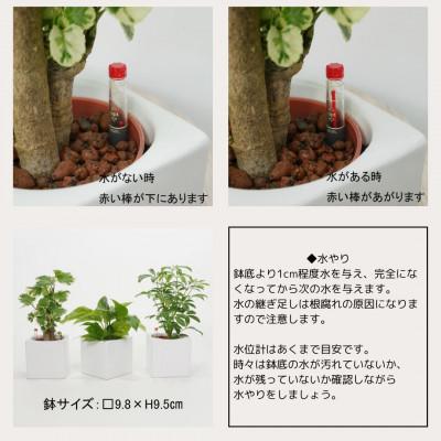 ふるさと納税 岡崎市 ハイミニフィット白角3個セット【オススメの観葉植物でお届け】_3