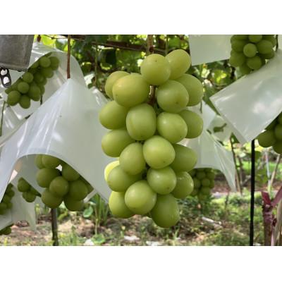 ふるさと納税 笛吹市 家庭用シャインマスカット2〜3房(1キロ以上)