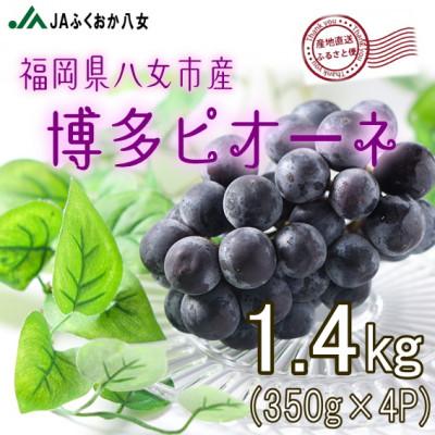 ふるさと納税 八女市 [博多ピオーネ350g×4パック]JAふくおか八女より産地直送※7月より順次発送
