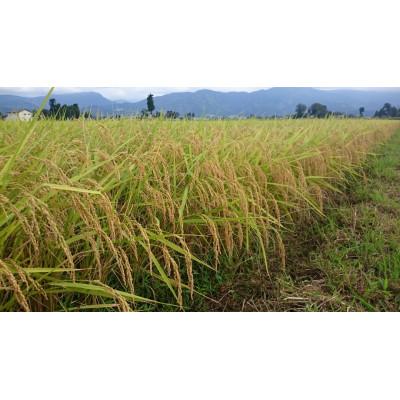 ふるさと納税 南砺市 【令和7年産】富山県産こしひかり 育(はぐくみ)玄米30kg《南砺の逸品》の画像