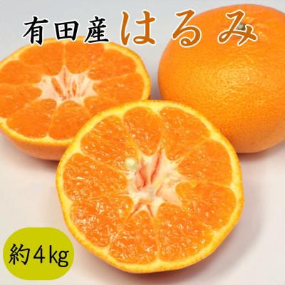 ふるさと納税 有田川町 [農園直送]和歌山有田産のはるみみかん約4kg(サイズ混合)