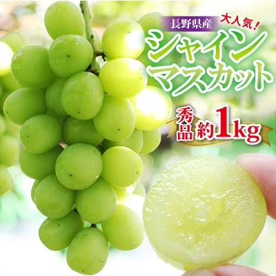 ふるさと納税 飯田市 [大人気!]長野県産・シャインマスカット(約1kg) 秀品[2025年9月中旬〜11月上旬発送]