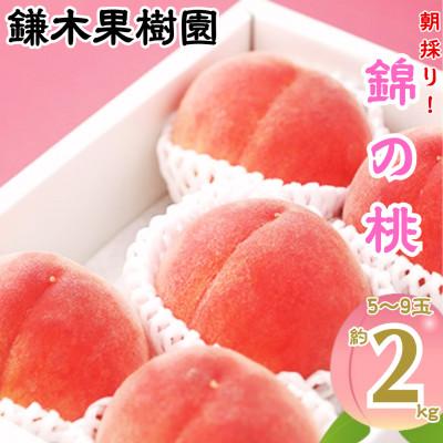 ふるさと納税 錦町 [先行予約] 熊本県 錦町 錦の桃 約2kg 5玉〜9玉 [鎌木果樹園]
