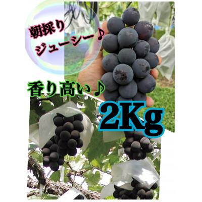 ふるさと納税 甲州市 [生産者直送]香り高い★こだわりの巨峰 約2キロ [2026年出荷]