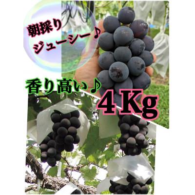 ふるさと納税 甲州市 [生産者直送]香り高い★甘さこだわりの巨峰 約4キロ