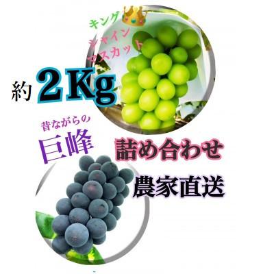 ふるさと納税 甲州市 [生産者直送]巨峰&amp;シャインマスカットMIX 約2キロ
