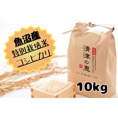 ふるさと納税 十日町市 令和7年産[10月発送開始]魚沼産特別栽培米コシヒカリ[清津の恵]10Kg(5kg×2袋)