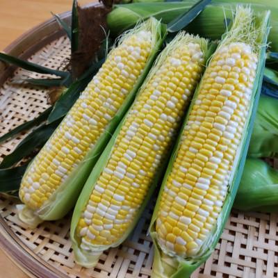 ふるさと納税 飯田市 [甘い!生で食べられる!]朝採りフルーツとうもろこし(12〜14本)