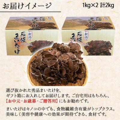 ふるさと納税 南魚沼市 新潟県 南魚沼産 厳選 国産 石坂 高級 産地直送 まいたけ 2kg(1kg×2箱)_3