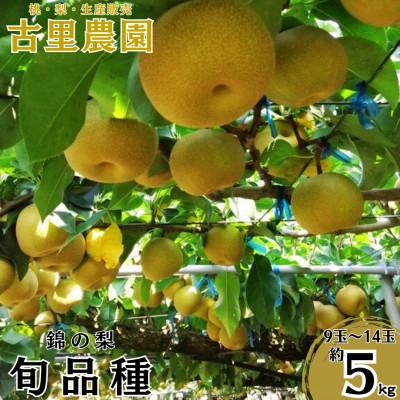 ふるさと納税 錦町 [先行受付]2026年発送 熊本県 錦町 梨 約5kg 錦の梨 9玉〜14玉[古里農園]