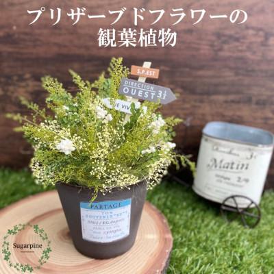 ふるさと納税 春日部市 プリザーブドフラワーアレンジ[パルタージュ/イエロー]春日部市 シュガーパイン