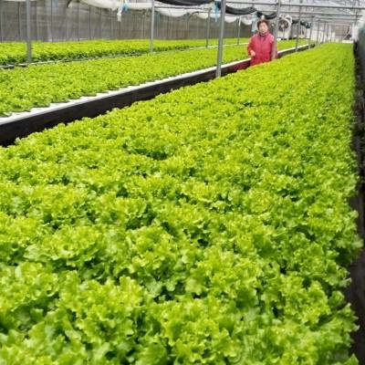 ふるさと納税 大豊町 【栽培期間中農薬不使用】生鮮リーフレタス約100g×4袋 と ベビーリーフ約40g×6袋のセット　 |  | 01