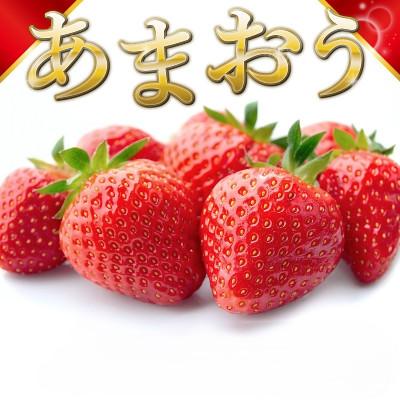 ふるさと納税 筑後市 [1月より順次発送]福岡県産 あまおう 500g(250g×2パック)(筑後市)