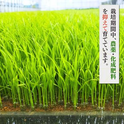 ふるさと納税 弥彦村 【令和8年産 新米受付】新潟県弥彦村石井農園　コシヒカリ【玄米 10kg】 |  | 02