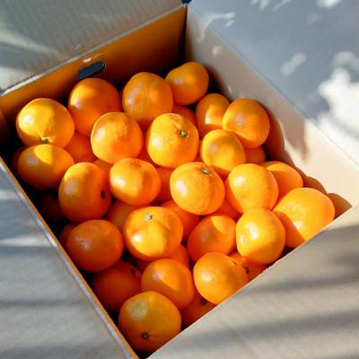 ふるさと納税 八幡浜市 【甘みが濃縮されたみかん】愛媛で育った夕やけ