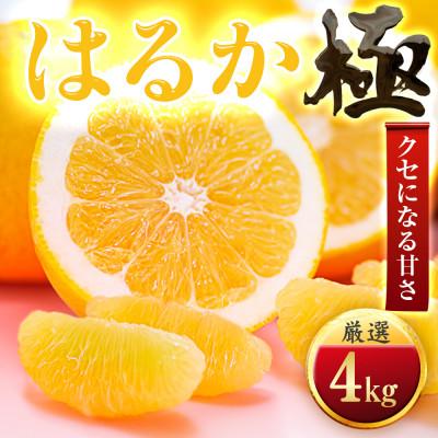 ふるさと納税 八幡浜市 [見た目に騙される]はるか[極]4kg 愛媛県産[C49-48]
