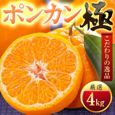 ふるさと納税 八幡浜市 [冬の定番柑橘]ポンカン[極]4kg 愛媛県産[C49-54]