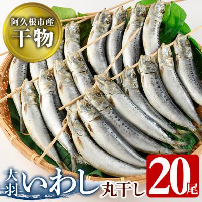 ふるさと納税 阿久根市 鹿児島県阿久根市産干物!大羽いわし丸干し(20尾)[川本商店]a-12-132