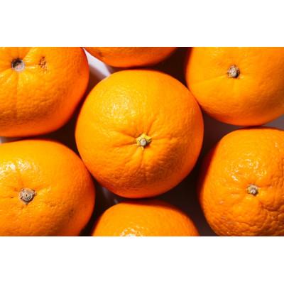 ふるさと納税 海南市 [2026年1月より順次発送]森本農園の木成りネーブルオレンジ 家庭用 1.5kg