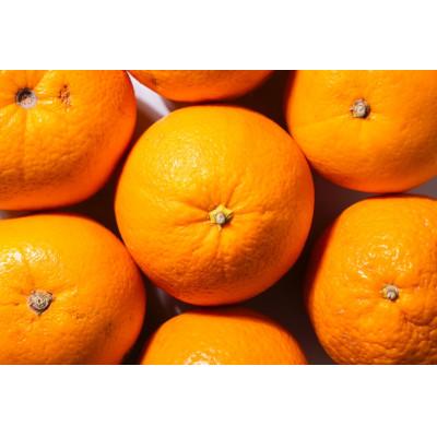 ふるさと納税 海南市 [2026年1月より順次発送]森本農園の木成りネーブルオレンジ 訳あり 2kg