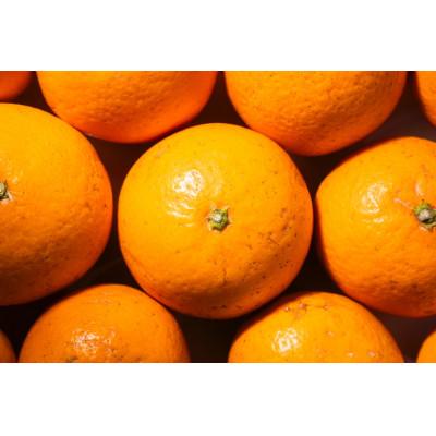 ふるさと納税 海南市 [2026年2月より順次発送]森本農園の完熟濃厚清見オレンジ 家庭用 4.5kg